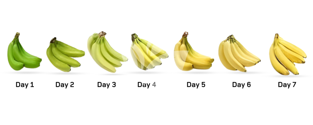 Environmental Control Ripening Chamber (ECRC) (1)