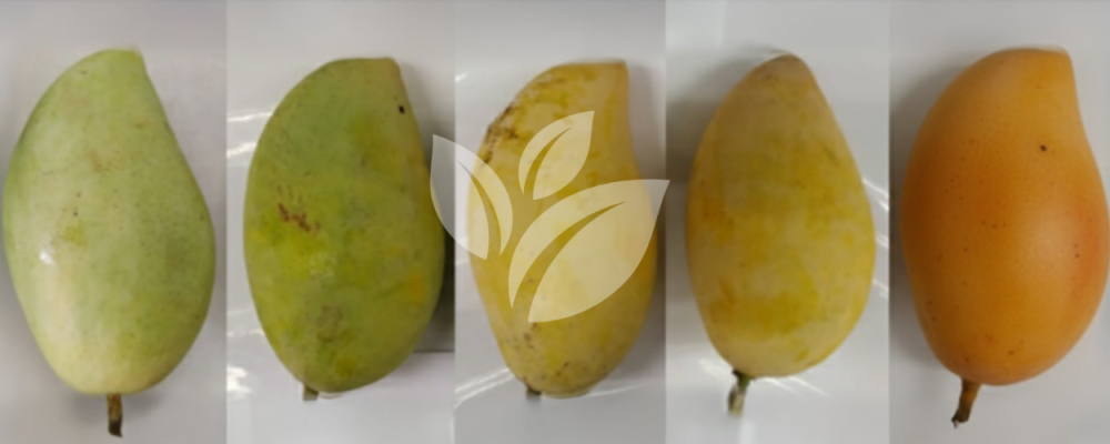 Environmental Control Ripening Chamber (ECRC) (6)